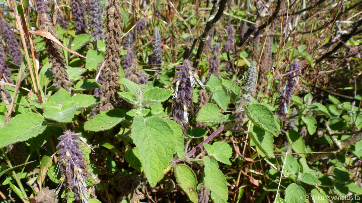 Pogostemon reflexus Benth.